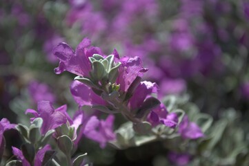 There is a huge variety of flowers in Venezuela, many wild and native as well as imported ones such as roses and carnations.