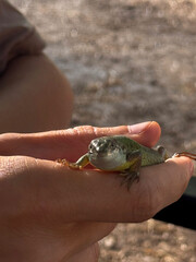 Close-Up of Lizard in Hand Outdoors
