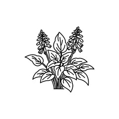 Thin Outline of Hosta Plant Cluster