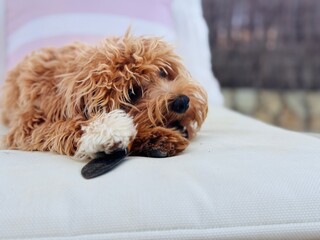 Maltipoo dog lying on a terrace with garden trowel in mouth — pet helper relaxing outdoors.