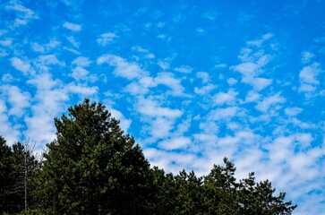 A clear blue sky with a few clouds and a few trees. The sky is very bright and the trees are green
