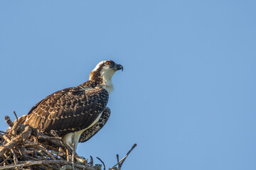 A juvenile Osprey perched on its nest
