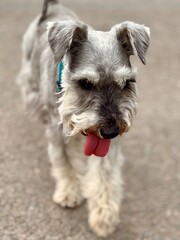 jack russell terrier dog  walking 