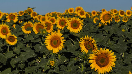 Vibrant Sunflower Field Under Clear Blue Sky