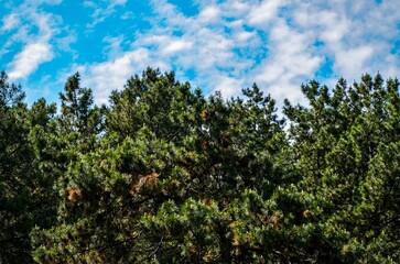A forest with a blue sky in the background. The trees are green and full of leaves. The sky is partly cloudy, but the sun is shining through the clouds