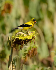 A gold finch perched on a dead sunflower