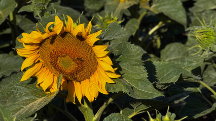 Close-Up of Sunflower in Bloom with Green Leaves