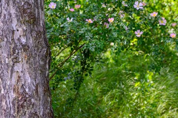 A tree trunk with a pink flower bush in the background. The tree trunk is bare and the bush is full of pink flowers