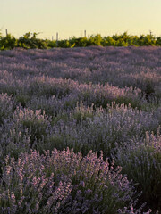 Obraz premium Lavender Field at Sunset in Moldova