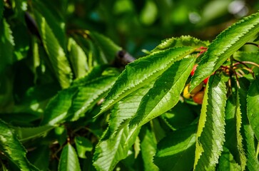 A leafy tree with green leaves and a red fruit on it. The leaves are large and the fruit is small