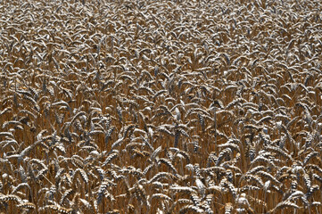 ripe wheat field in backlight 