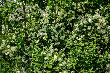 A large bush full of white flowers. The flowers are in full bloom and the bush is green
