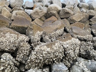 Pile of large, grey-brown rocks, many of which are heavily encrusted with white barnacles or small seashells, likely part of a sea wall or breakwater.