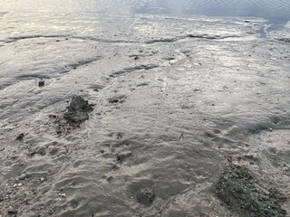 The ground is covered in grey mud with a small stream or channel running through it, and some rough, shell-covered rocks.