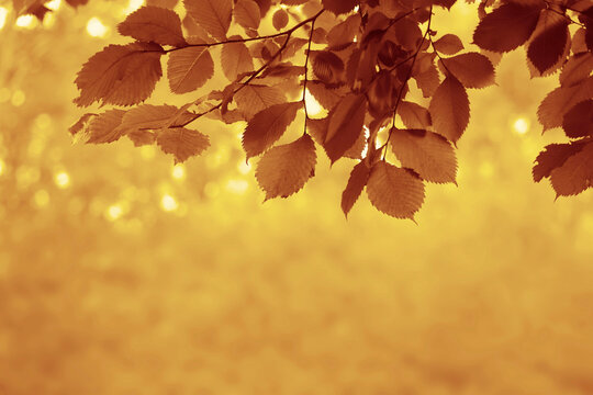 Sunny golden yellow elm tree branch with leaves on autumn blurred garden background Sun forest sunlight through gold orange brown elm leaves. Sunny summer nature background with sunshine radiant bokeh