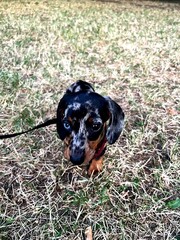 A dappled dachshund puppy with floppy ears sits on dry grass with a curious head tilt, harnessed...