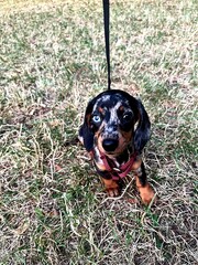 A curious dachshund puppy wearing a red harness looks directly at the camera while sitting in dry grass during a walk.