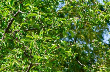 A tree with green leaves and a few apples hanging from it. The tree is full of life and he is healthy