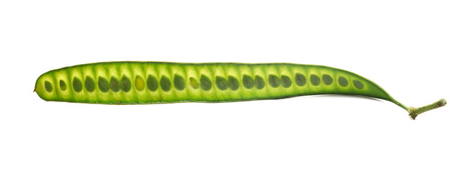 Mimosa green pod with seeds, Acacia dealbata, isolated on white, side view