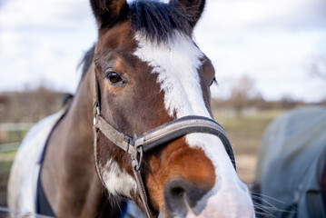 Fototapeta premium Close‑Up Pinto Horse Head Portrait with White Blaze and Worn Halter – Detailed Equine Eye, Soft Coat Texture and Rustic Stable Background for Equestrian, Lifestyle and Animal Care Themes