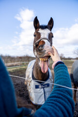 Obraz premium Hilarious Horse with Tongue Out and Human Hand Interaction: Funny Equine Moment Capturing Joy, Humor, and Authentic Animal Connection on a Sunny Farm Day