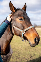 Obraz premium Gentle Connection: Close-up of a Beautiful Brown Horse with a Human Hand, Capturing Trust and Affection in a Serene Outdoor Setting.