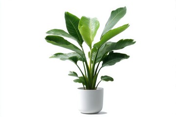 Healthy bird of paradise plant in a white pot isolated on white background