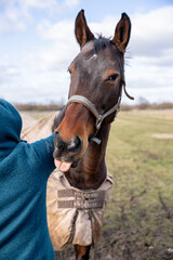Fototapeta premium Playful Bay Horse Sticking Out Tongue During Affectionate Interaction in Meadow – Humorous Equestrian Moment, Outdoor Fun & Animal Charm