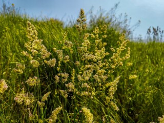 A field of grass with a few yellow flowers in the foreground. The field is lush and green, and the...