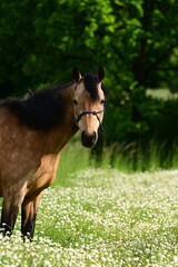 Schönes braunes Pony mit Knotenhalfter steht in einer blühenden Kamillenwiese