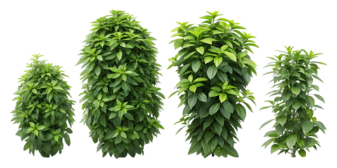 Four green lush plants of varying heights isolated on transparent background