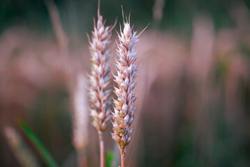 Detail shot of wheat at sunset. Wheat field in summer with the sun setting in the background and...