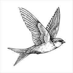 A detailed illustration of a flying bird with outstretched wings. The bird has a rounded body and a small head, showcasing intricate feather patterns.