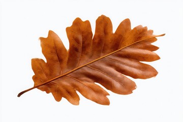 Obraz premium Single brown oak leaf with jagged edges isolated on white background