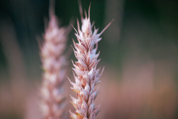 Detail shot of wheat at sunset. Wheat field in summer with the sun setting in the background and pink sky.