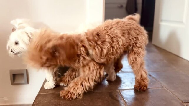 Energetic young puppy trying to play with older small dog &mdash; funny pet interaction at home.