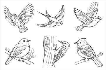 A collection of six hand-drawn birds in various poses. The birds include a sparrow, a finch, and a woodpecker, depicted in black and white sketches.