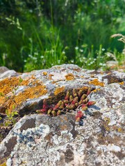 A rock covered in moss and red flowers. The flowers are small and clustered together. The rock is surrounded by grass and wildflowers