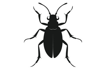 Detailed silhouette illustration of a ground beetle on a white background