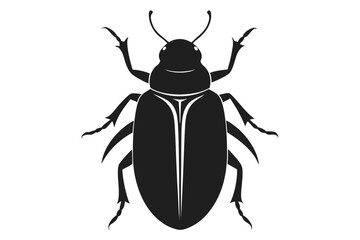 black beetle isolated on white