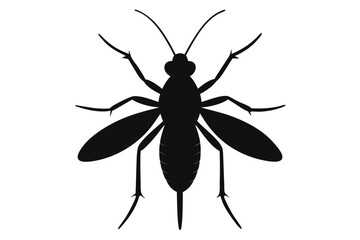 Detailed silhouette illustration of a thrips insect on a clean white background