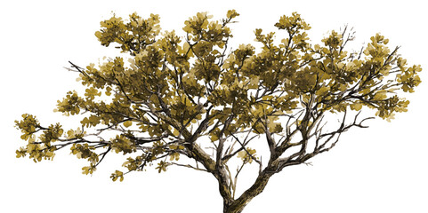 Rain tree isolated on white background.Tropical tree. Tree and roots vector, tree with round shape