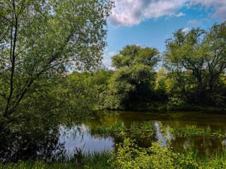 A pond with trees in the background. The trees are green and the sky is blue. The water is calm and the reflection of the trees can be seen in the water