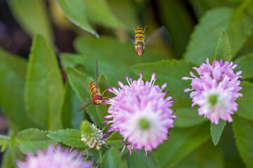 close up top view of a flying orange black marmelade hoverfly with large red compound eyes and a...