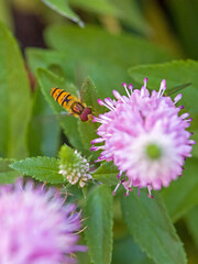 close up top view of a flying orange black marmelade hoverfly with large red compound eyes beside a pink spiked speedwell blossom