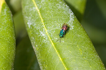 a close-up view of a metallic red green ruby-tailed wasp on a green leaf in sunlight