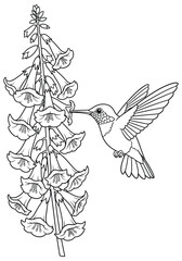 Fototapeta premium Hummingbird sipping nectar from bell-shaped flowers – nature line art for coloring pages