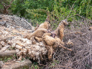 Fresh skimmed sheepskin on rocky hillside with trees and shrubs 