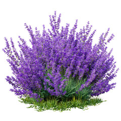 Lavender bush in bloom on transparent background