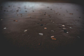 Seashells on Wet Beach Sand: Close-up of Coastal Treasures by the Water's Edge, Nature's Ocean Gifts